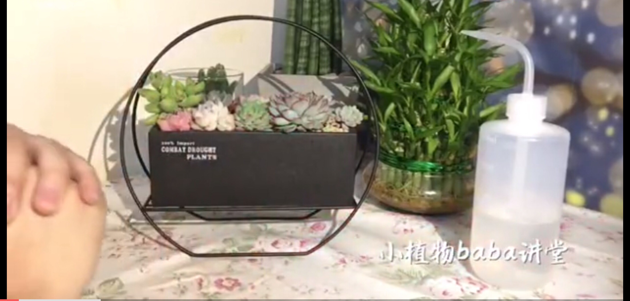 多肉植物组合起来更加漂亮,学会这几点 养护很简单