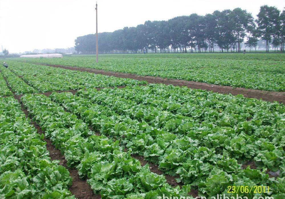 原来你看到的球状陌生蔬菜,其功效还大于普通蔬菜!