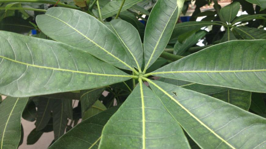 爱吸二手烟的绿植,家里有烟鬼的就养几盆,绿萝养不活都养它了!