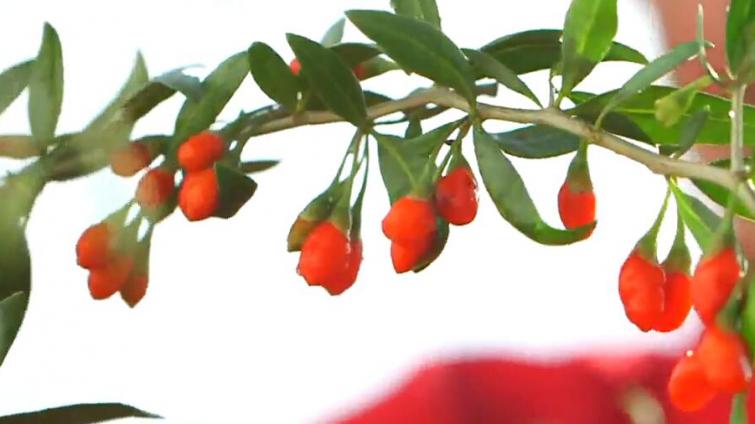 枸杞子这样吃,美味的营养靓汤,出锅一会就被伙伴喝光