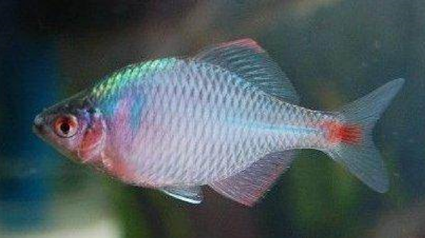 鳑鲏鱼成为新型药膳?小时候我还嫌他苦,原来这么有营养!