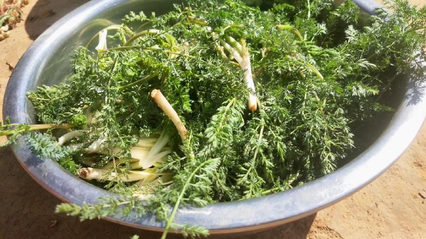 陇东名野菜——斜蒿,原来这么好吃!吃过的人都念念不忘