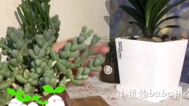 极为容易养殖的多肉植物品种 圆叶鹿角海棠 习性分享