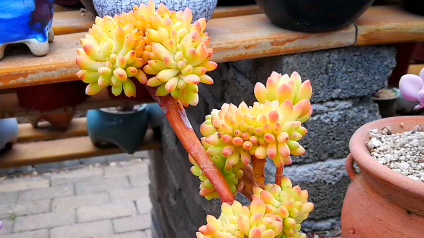 云南开挂区多肉:果冻色的多肉植物八千代缀化!