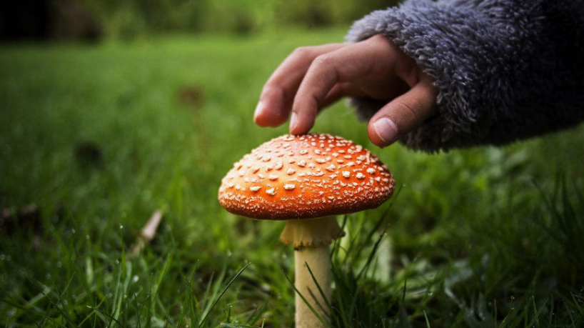 挖野菜的人必须要注意!这几种野菜有剧毒,千万不能吃!