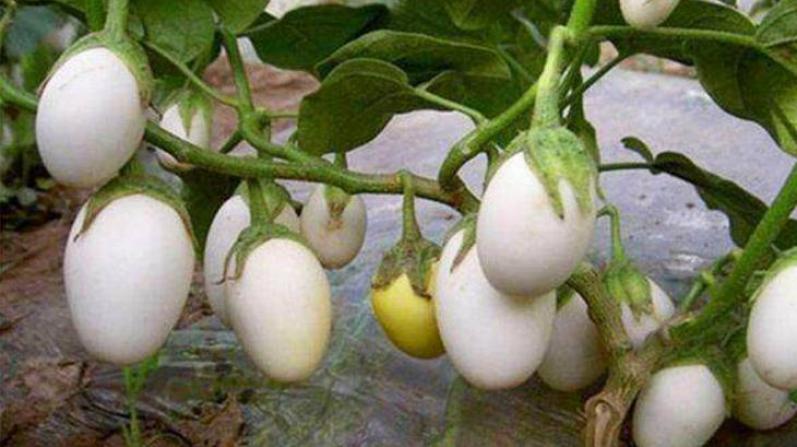 农村纯天然的野生植物,上面挂着“鸭蛋”,能当水果吃!营养美味