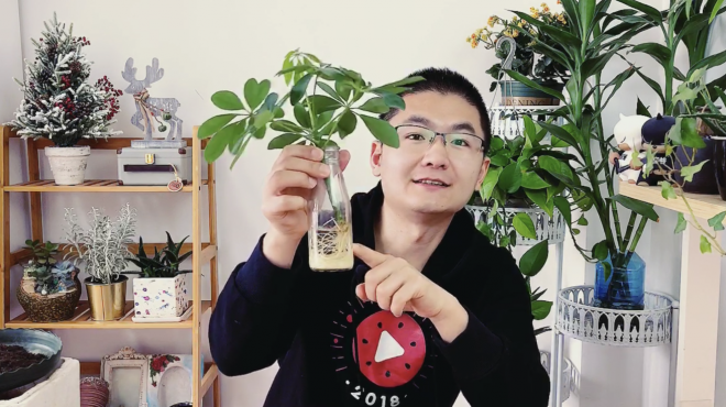水培鸭掌木,也能长得根深叶绿,现在把它种在花盆里