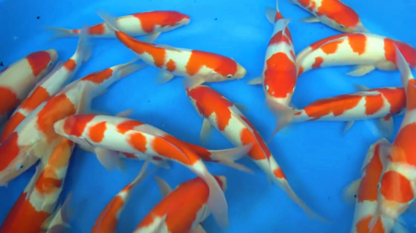 一盆全“同色”的锦鲤,安能辨鲤是雌雄?难题啊!