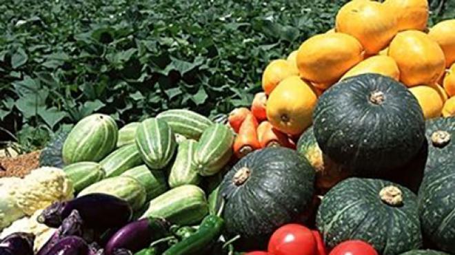 瓜类营养“大比拼”,这6种上榜,但没想到第一“水”的是它!