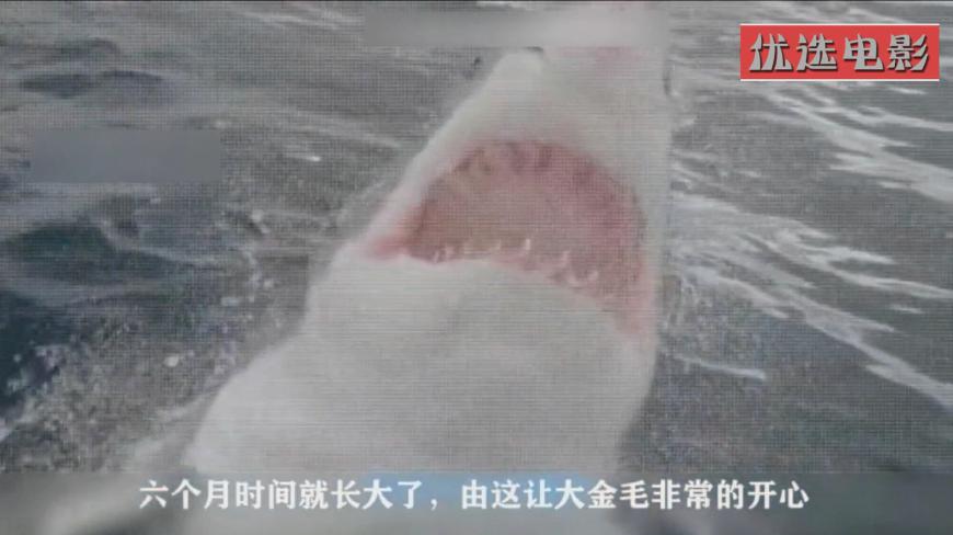 少女养了一条鲨鱼当宠物,6个月就长成了巨兽,最后救了自己一命