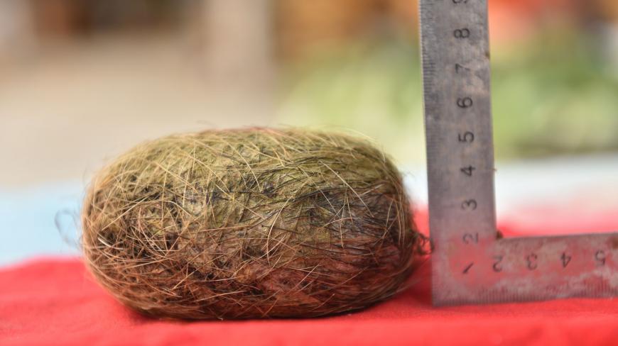 农村一农民养只香猪杀出猪宝,价值几千万,为什么猪宝这么值钱?