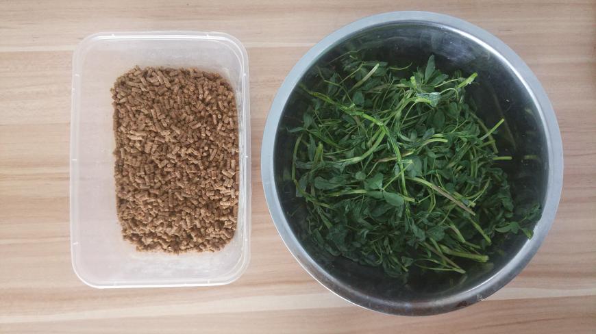 草鱼钓时令,这季节苜蓿是最好的草鱼饵