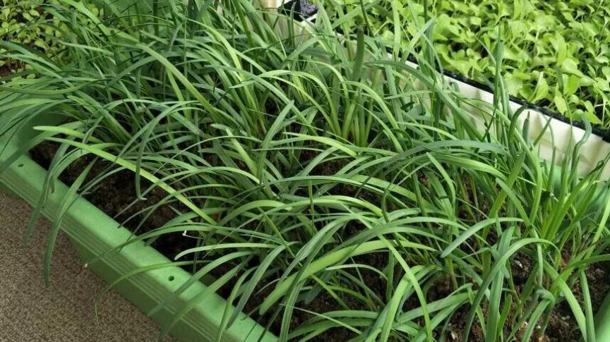 教你在家种韭菜,一次种三盆,五年吃不完,懒人必备