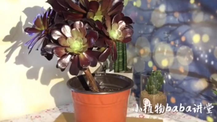 景天科莲花掌属 多肉植物黑法师养殖方法 让你更加了解