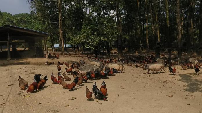 航拍海南大山里的养鸡场,这里的山鸡能与猪共生共存,厉害了!