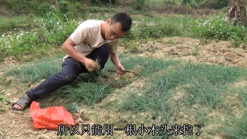 农村小伙菜地摘的啥青菜?长得和葱很相似,打汤或者煮酸都很好吃