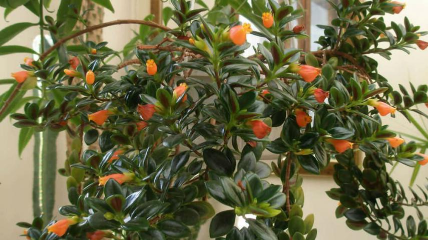 花友将金鱼吊兰繁殖几十盆,掌握这几个技巧就行了