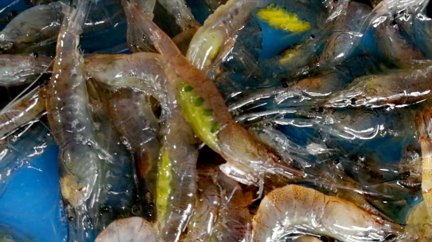 小虾腹部显绿疑似色素,养虾人:4月河虾肥,正是产卵时