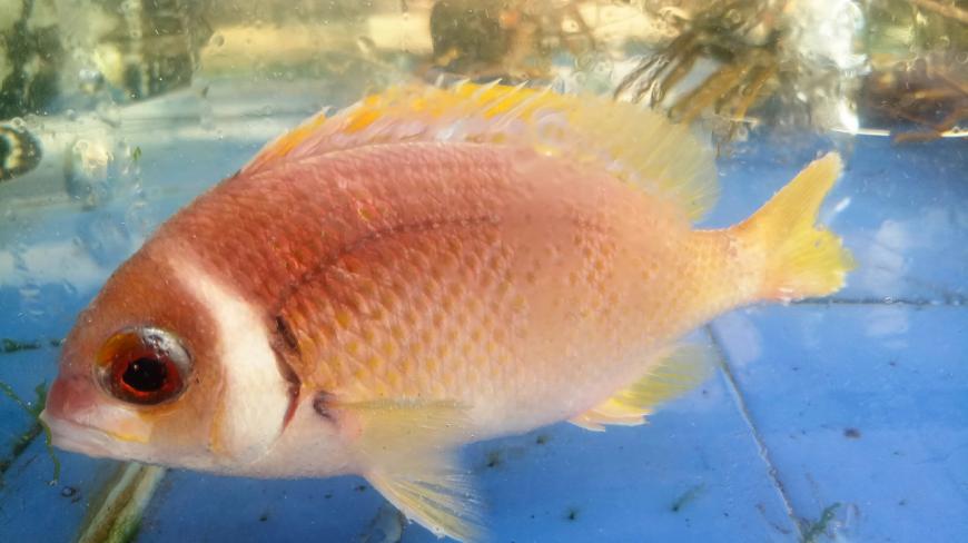 酒楼水族馆——湛江北部湾海鲜:小青龙虾,两种龙趸,大蚬