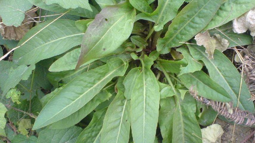 农村一种救命野菜,曾只有贫苦人和猪才吃,现在却成为稀罕货!