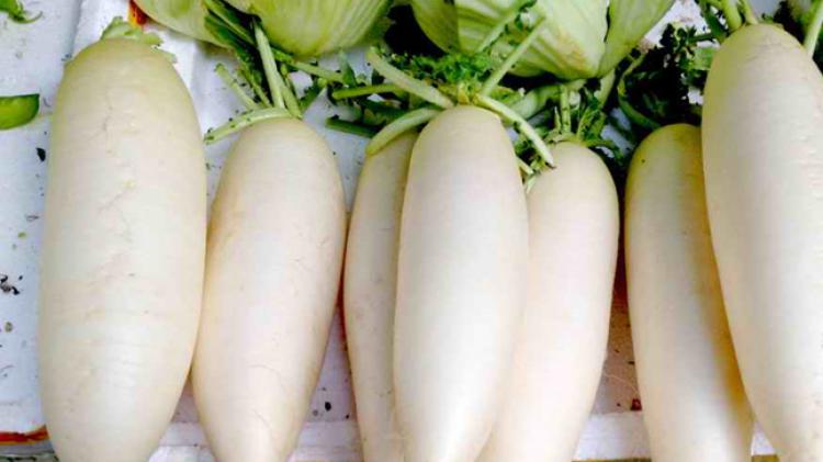 白萝卜是“补气之宝”,但这2类人吃了,不仅加重病情还散气!