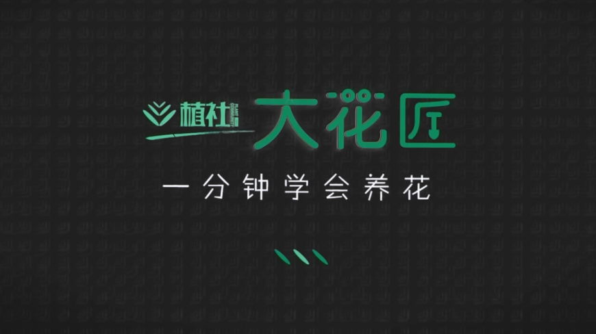 多肉系列之酷酷的“黑王子”端正的莲座叶盘和特殊的叶色极具观赏