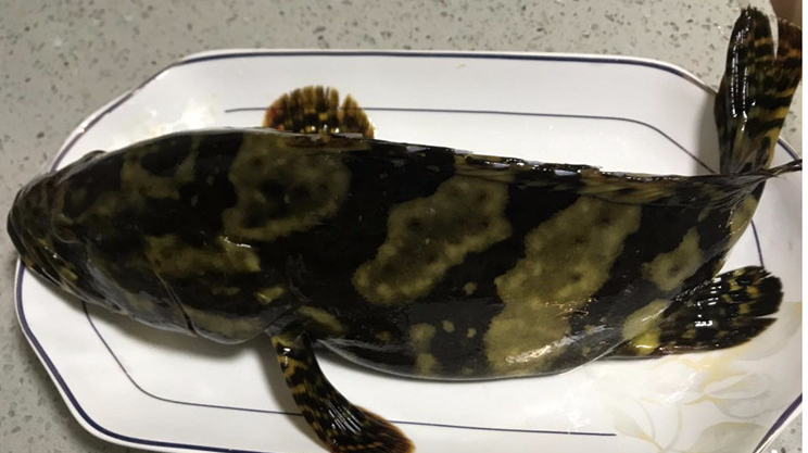 清蒸石斑鱼,最简单的做法,最鲜美的味道,新手一次就能做成功