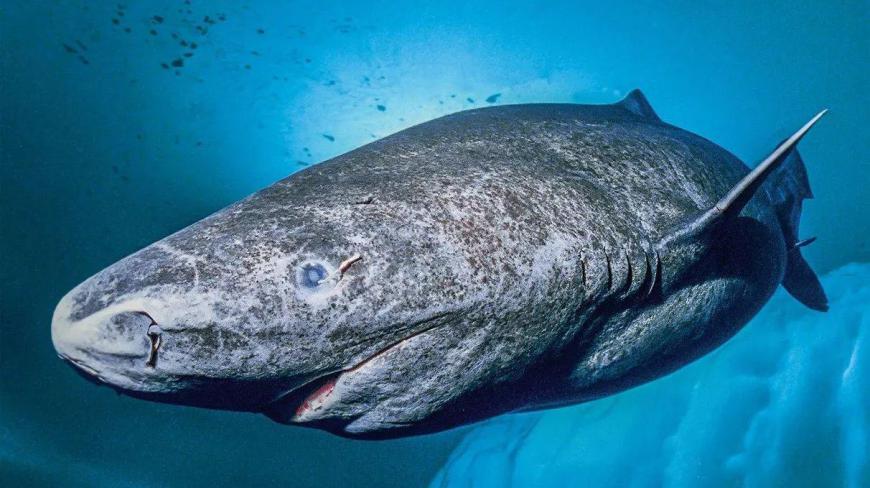 这种动物被称为是自然界的活化石,已经在海洋中生活500多年了!