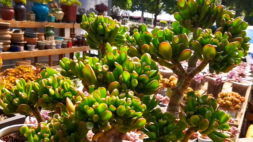 云南开挂区多肉:人见人爱的发财树,造型很给力!