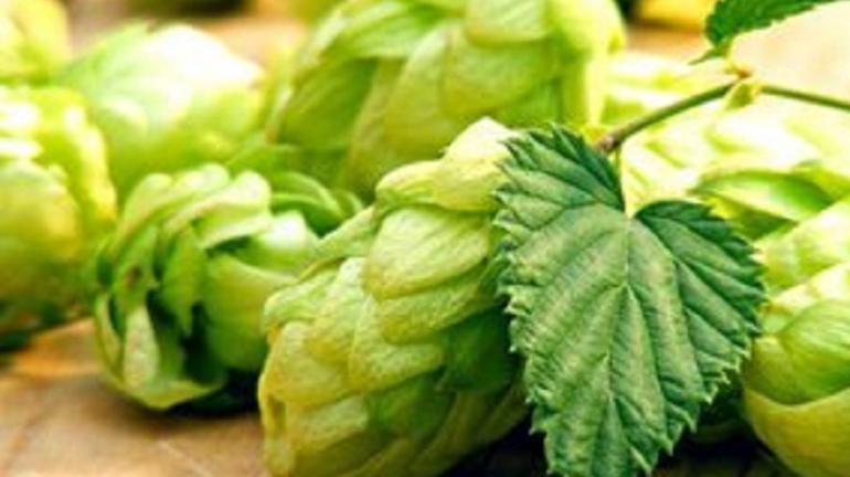 它是为贵重的特用经济作物,被誉为“啤酒的灵魂”,你知道是啥吗