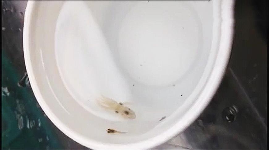 刚出生的八爪鱼,这么小已经会捕鱼吃了