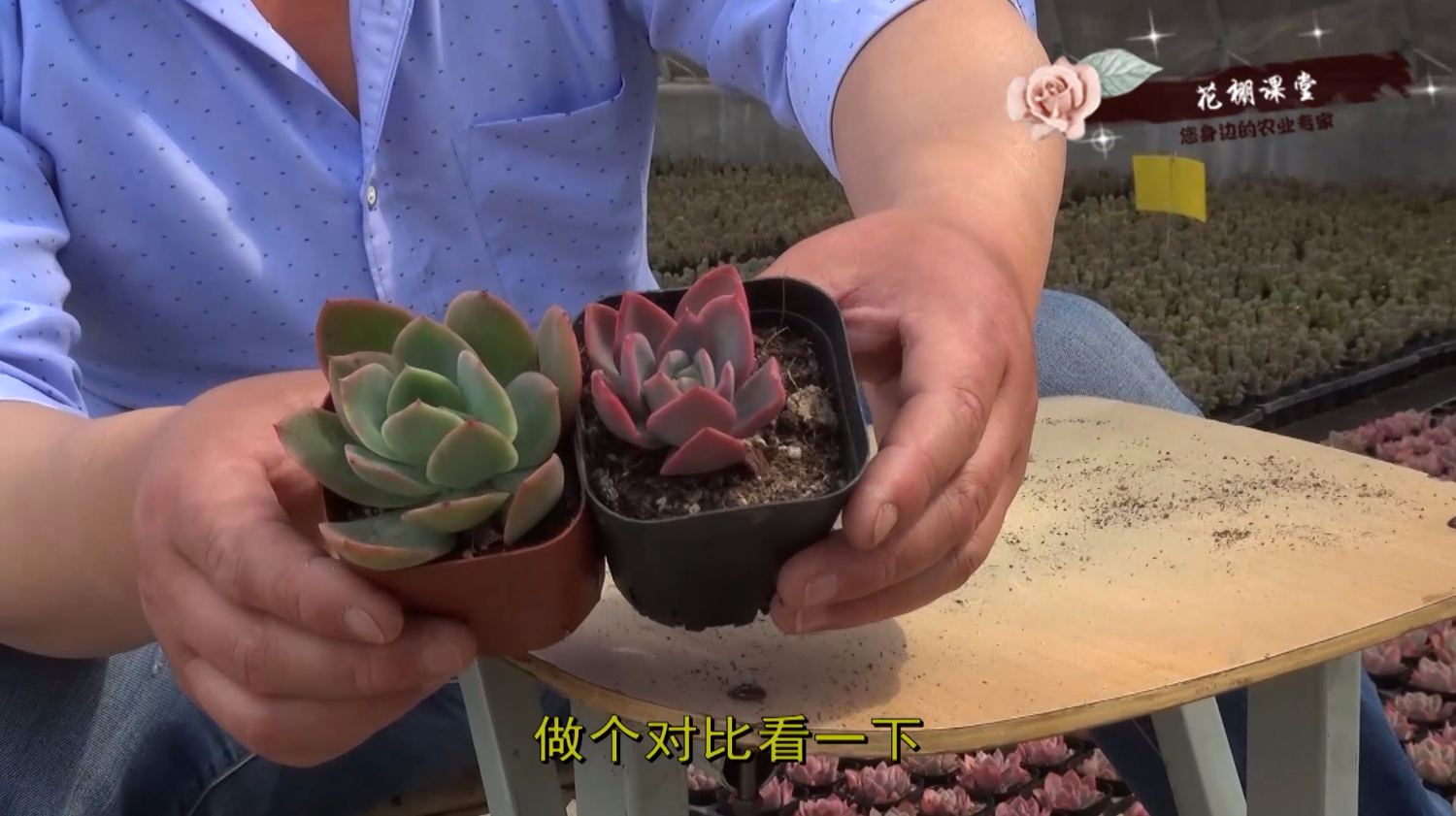 多肉植物绮罗徒长不红了,棚主给你支招,一个月变回原样
