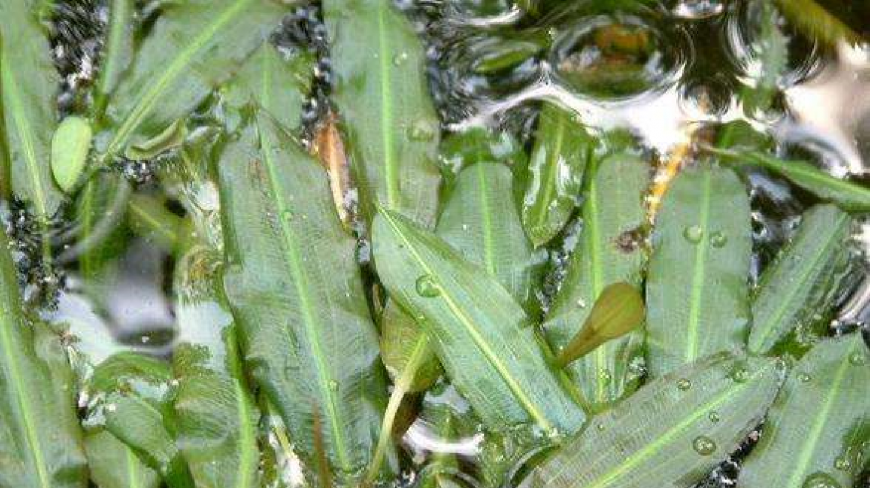 农村盐碱地上长出的宝贝,遇到了“阳沟子菜”,一定不要错过!