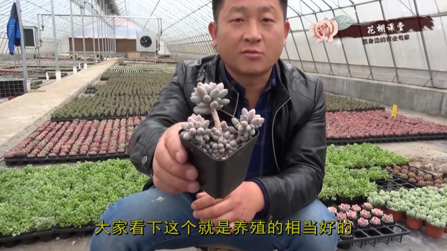 多肉婴儿手指入门级养护办法,棚主多年经验,看到就是赚到