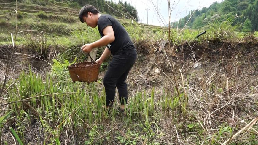 农村小伙去溪边摘水蕨菜,这种蕨菜跟山蕨菜不同,你们敢吃吗?