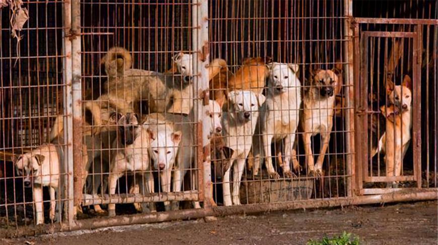 狗狗被送去屠宰场后,为什么都逃不掉?看完我怒了