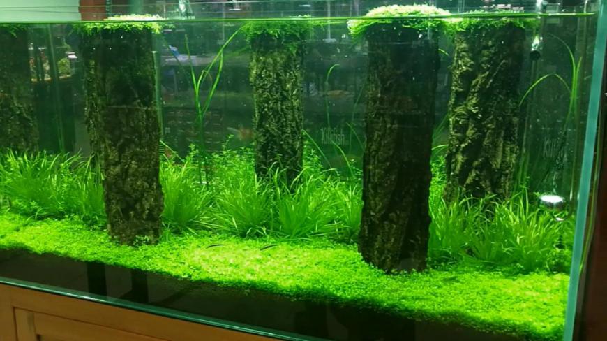 北京水族店的鱼缸景观,这样的草缸才叫精品