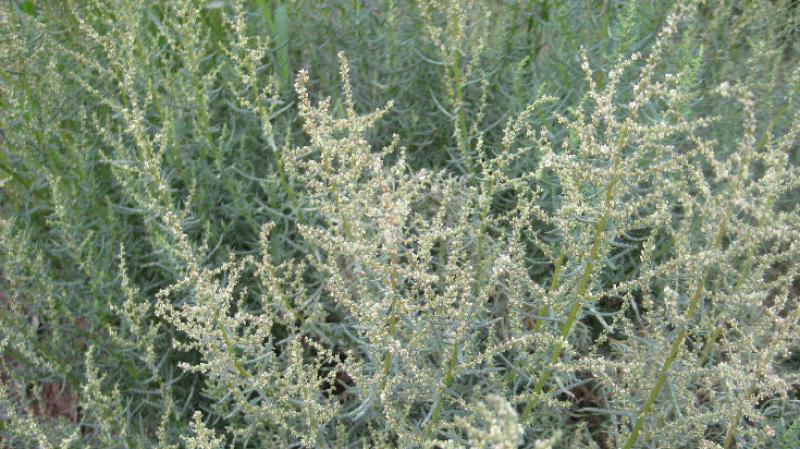 这种野菜农民叫盐巴菜,生长在盐碱地,本身带咸味,做菜不用盐!