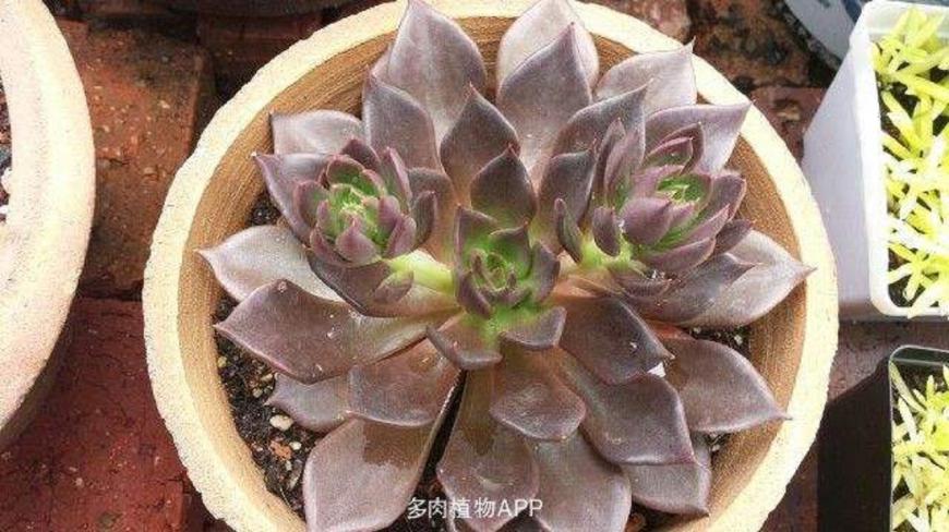 掐掉的多肉花剑,千万别扔,插土里成活率贼高