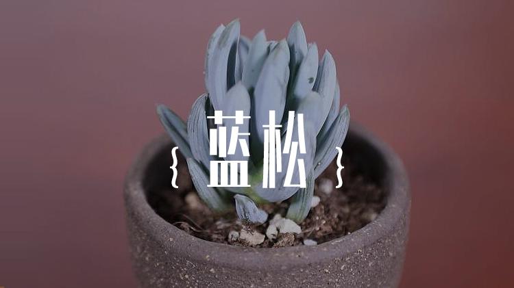 经典多肉“蓝松”蓝色的多肉,还是菊科,神奇的大自然产物
