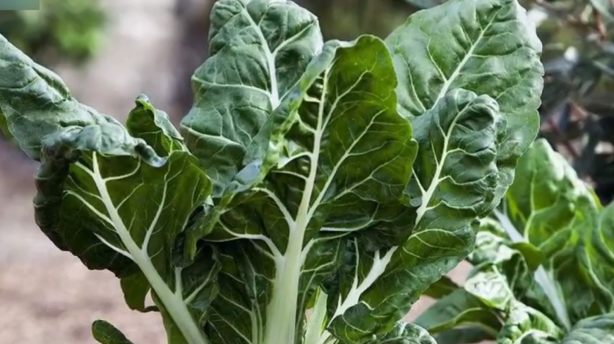 农村这种蔬菜,农民当成“猪食”,到了城里身价翻倍,成了抢手菜