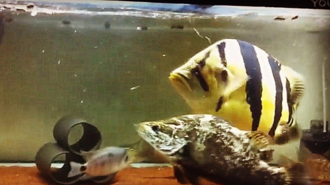 大开眼界!巨型泰国虎鱼,强悍吞食时间,不是一般的生猛!