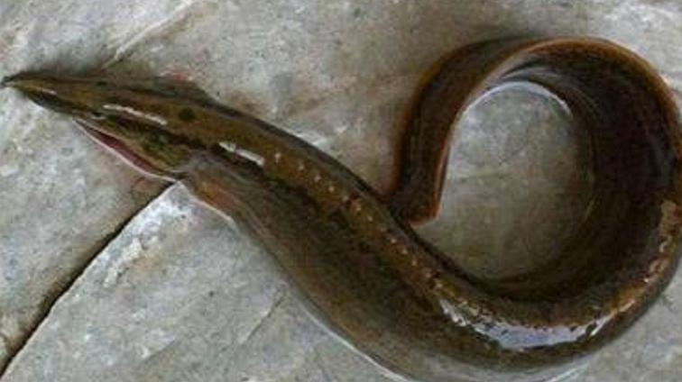 这三种鱼,农村小孩都见过,如今濒临灭绝,全认识的,算你厉害!