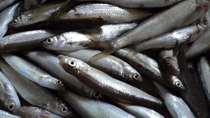 这几种鱼,以前在农村很常见,油炸最好吃,你吃过几种?