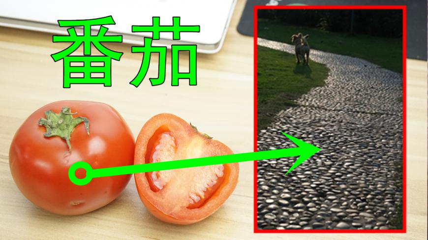 显微镜放大番茄2000倍,番茄的细胞 好像公园里的鹅卵石小路