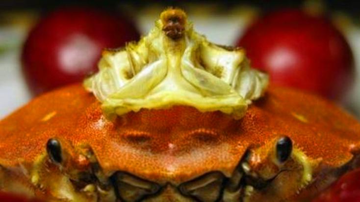 螃蟹里面真的藏有法海吗?看完大开眼界