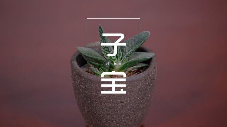 多肉系列之“子宝”可爱的群生多肉,理想的工位多肉