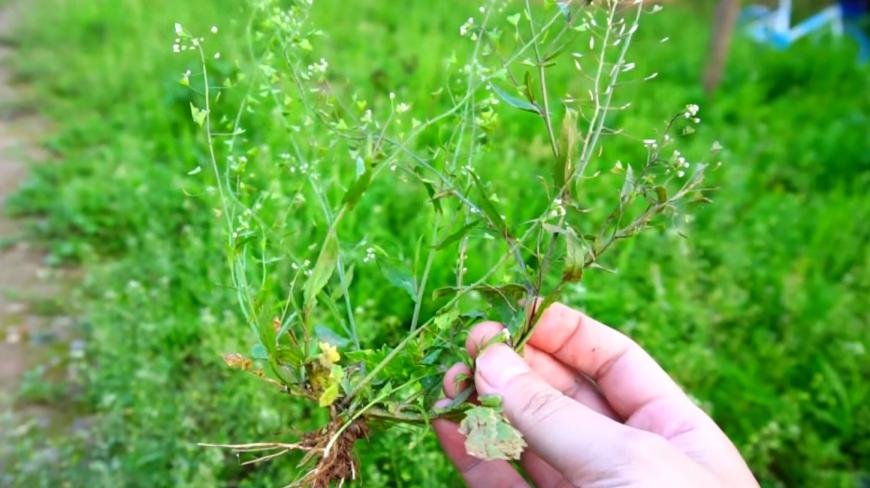 三月三吃荠菜煮鸡蛋,很多人不认识荠菜长啥样,我带大家看看