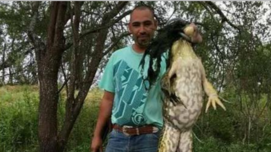 这种青蛙1米长,被吃到快绝种!网友:怎么长这么大的?