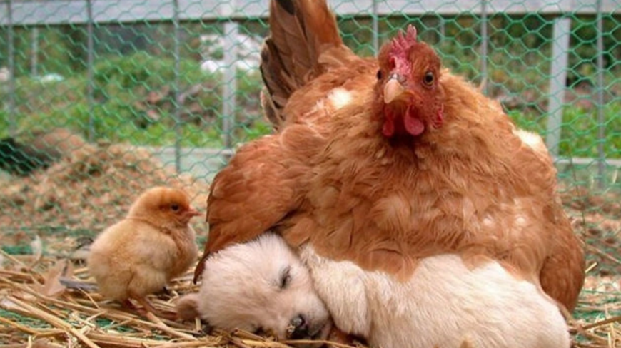 爱操心的鸡妈妈,母爱泛滥照顾多种小动物,简直是孵天孵地孵空气